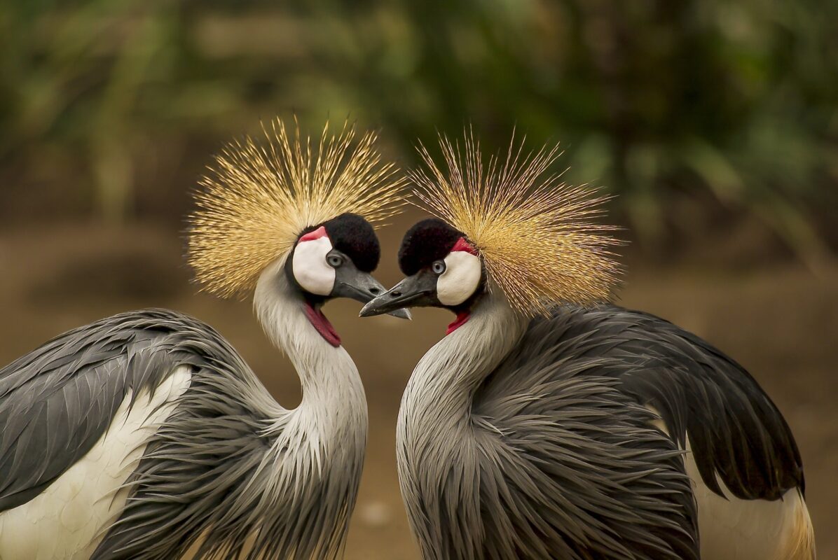 Birding tour Uganda Bwindi Forest