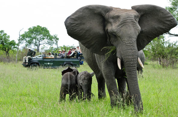 Elephant family game drive safari