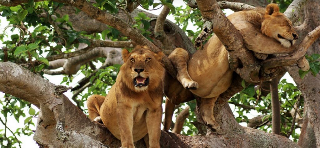 Tree-climbing lions Queen Elizabeth Uganda
